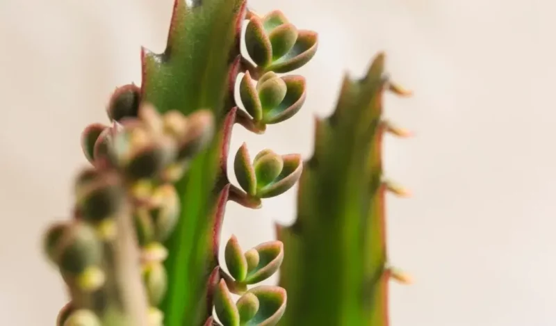 gözyaşı çiçeği nasıl çoğaltılır