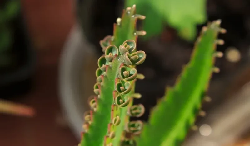 gözyaşı çiçeği nedir