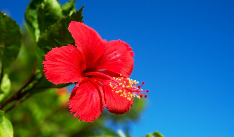 gülhatmi hibiscus
