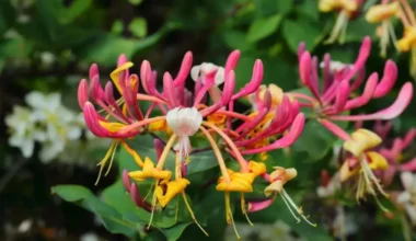 hanımeli çiçeği bakımı