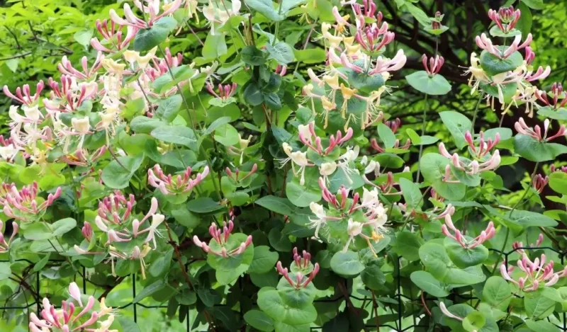 hanımeli çiçeği kaç günde bir sulanır