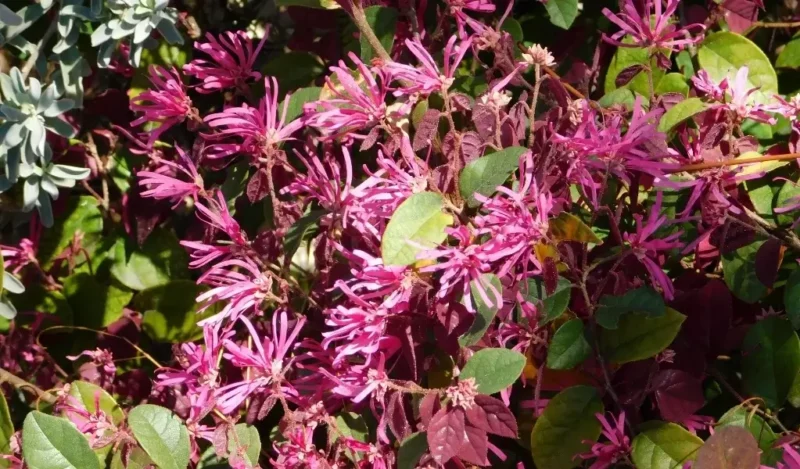 hanımeli çiçeği nedir