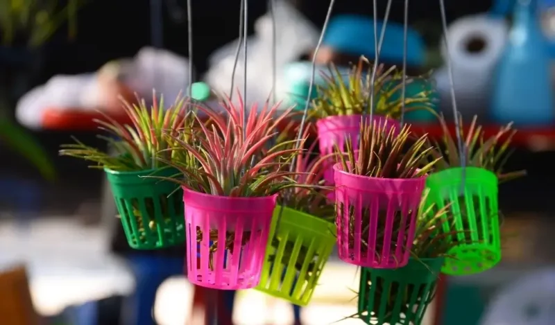 hava çiçeği kaç günde bir sulanır