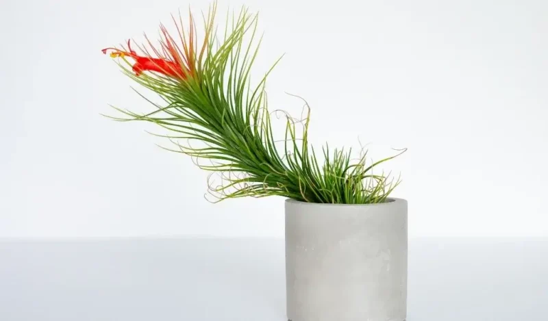 hava çiçeği nasıl çoğaltılır