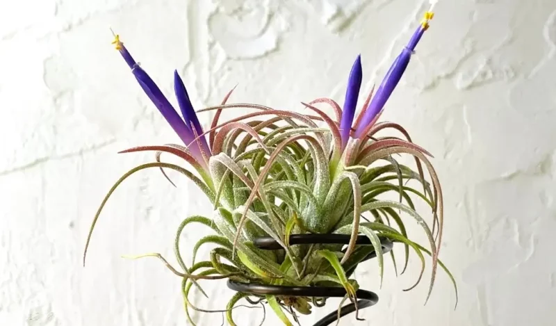 hava çiçeği nedir