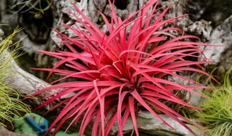 hava çiçeği özellikleri