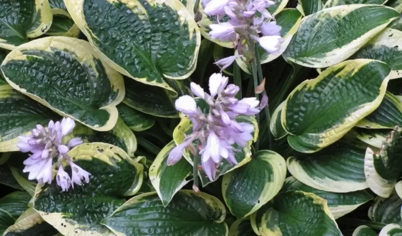 hosta çiçeği anlamı