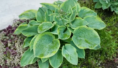 hosta çiçeği bakımı