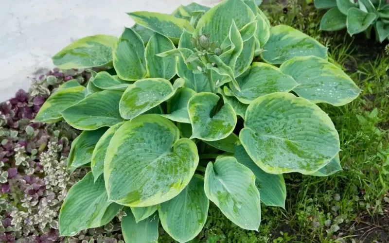 hosta çiçeği bakımı