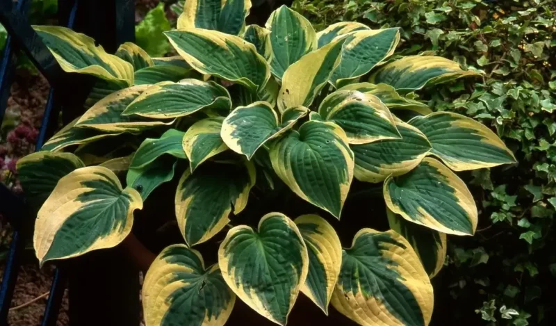 hosta çiçeği bakımı nasıl yapılır