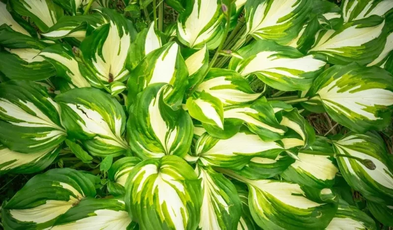 hosta çiçeği nasıl çoğaltılır