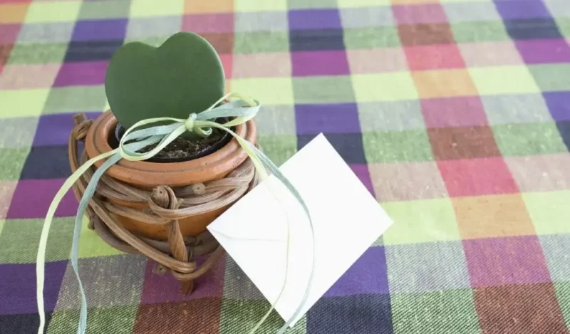 hoya kerrii sevgili çiçeği