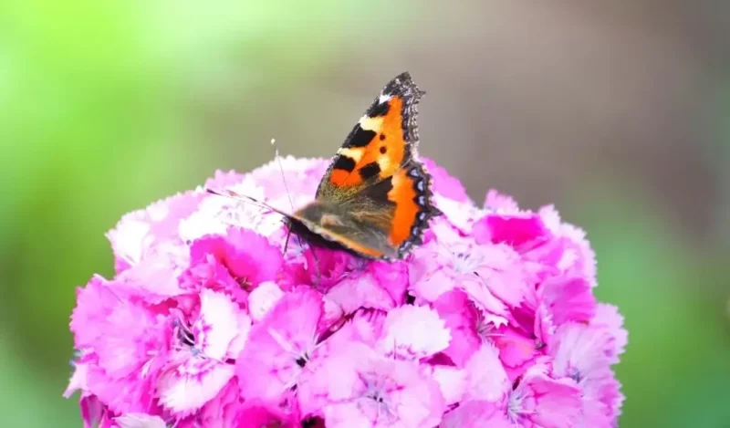 hüsnü yusuf çiçeği anlamı