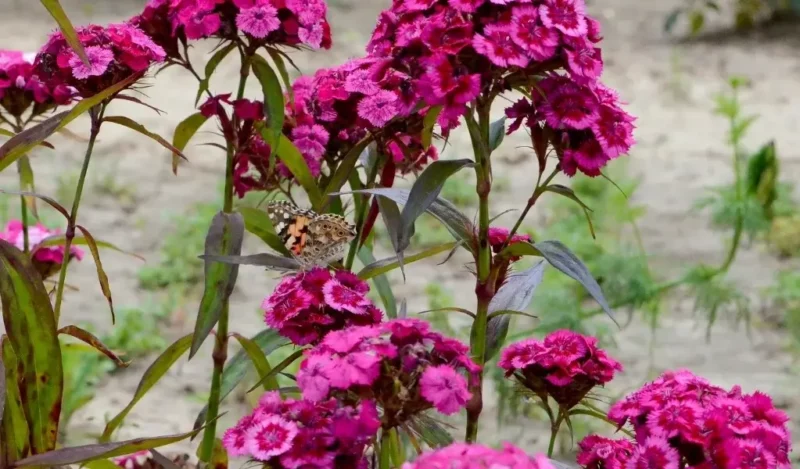 hüsnü yusuf çiçeği bakımı nasıl yapılır