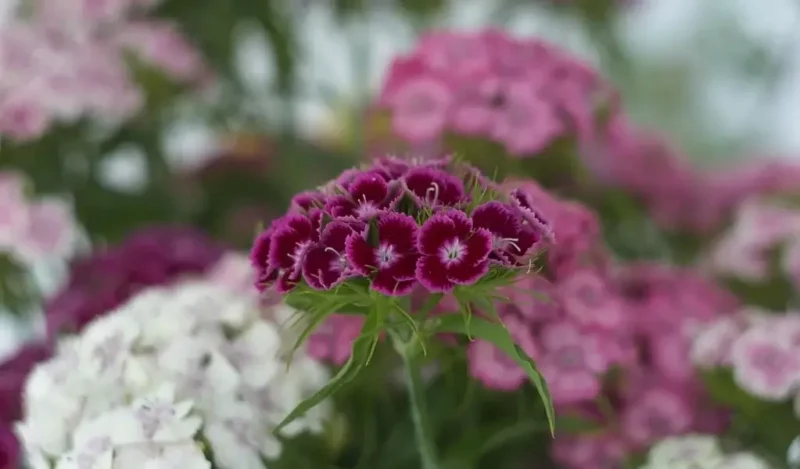 hüsnü yusuf çiçeği nasıl çoğaltılır