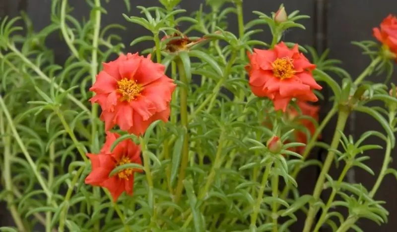 ipek çiçeği anlamı