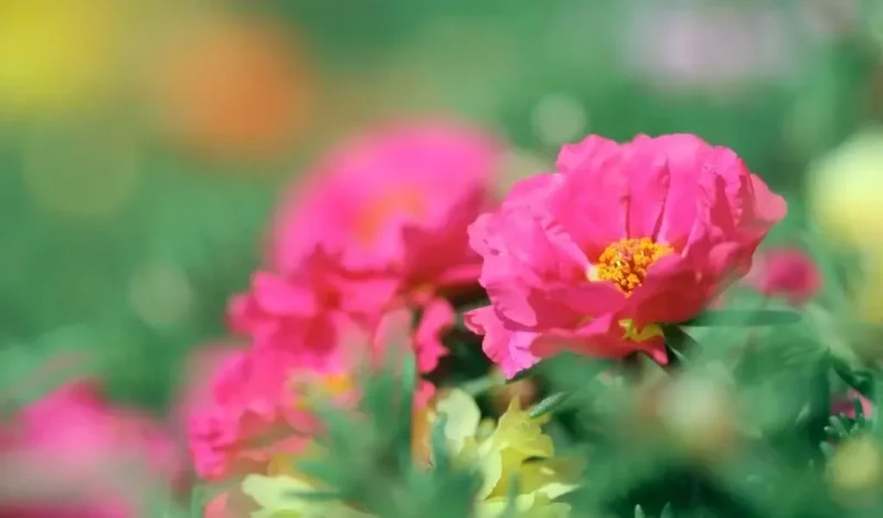 ipek çiçeği bakımı nasıl yapılır