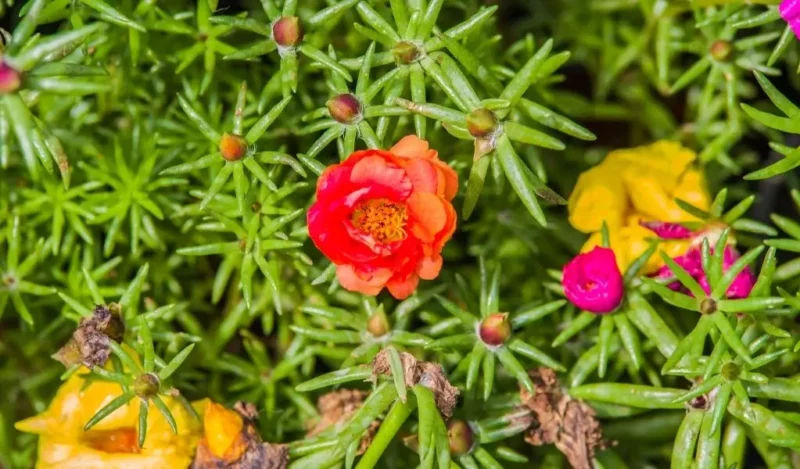 ipek çiçeği nasıl çoğaltılır