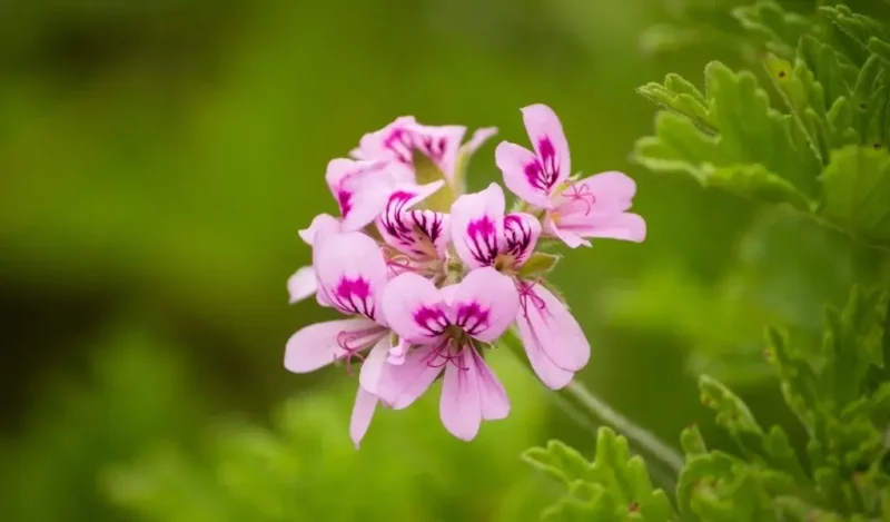 ıtır çiçeği anlamı