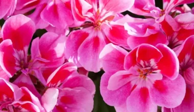 ıtır çiçeği bakımı