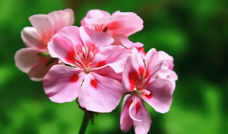 ıtır çiçeği bakımı nasıl yapılır