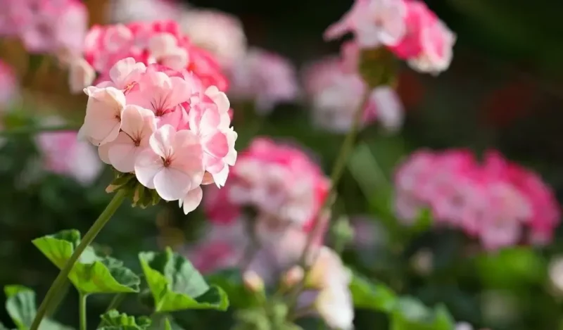 ıtır çiçeği nasıl çoğaltılır