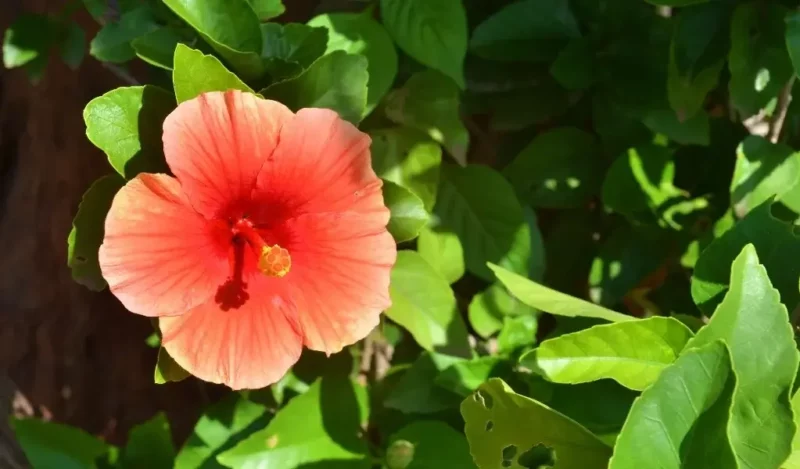 japon çiçeği anlamı