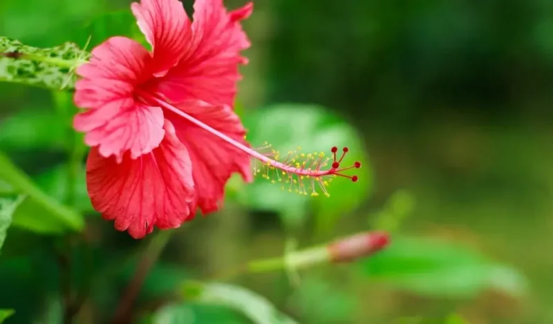 japon çiçeği bakımı nasıl yapılır