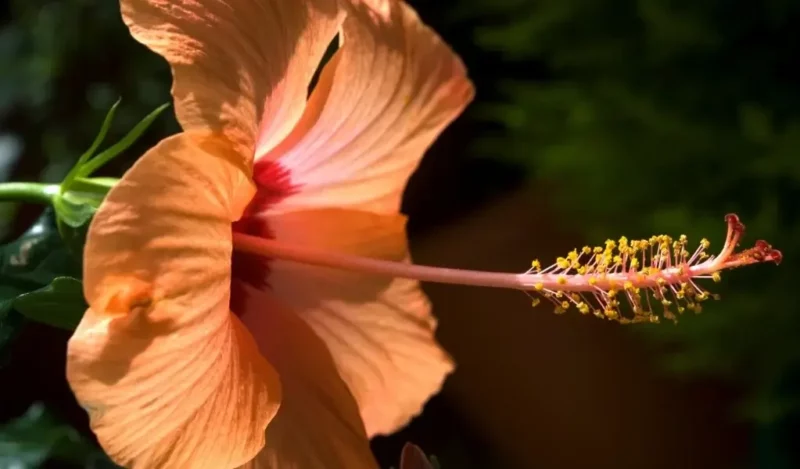 japon çiçeği nasıl çoğaltılır