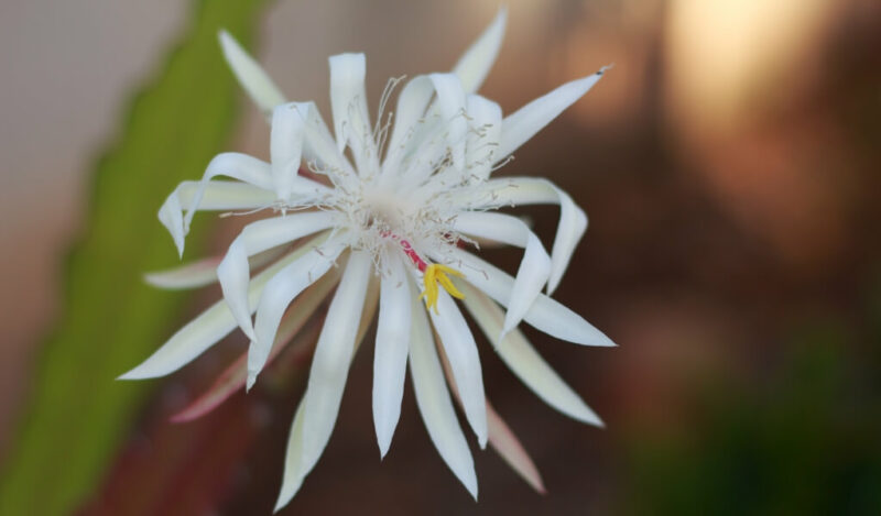 kadapul çiçeği epiphyllum oxpetalum