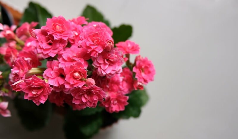 kalanchoe