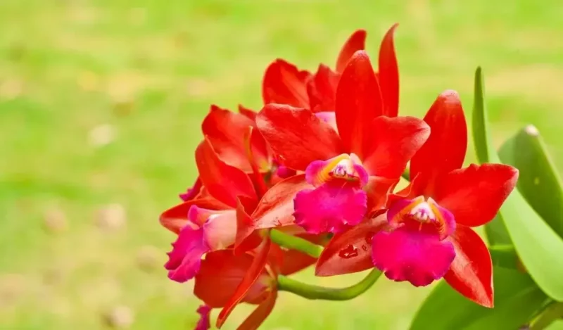 kırmızı orkide