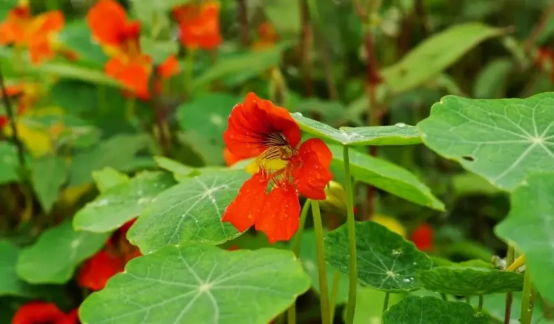 latin çiçeği bakımı nasıl yapılır