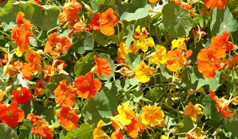 latin çiçeği kaç günde bir sulanır