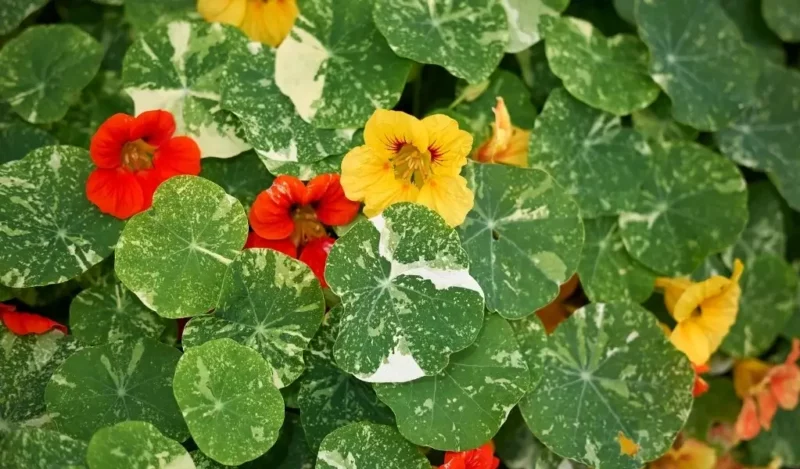 latin çiçeği nasıl çoğaltılır