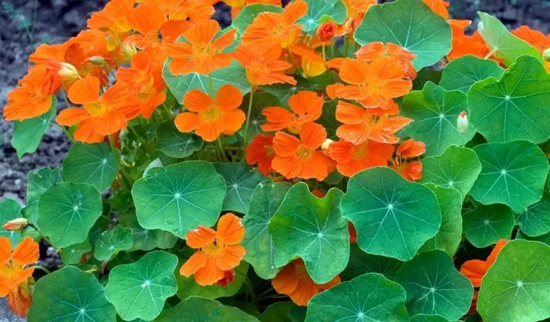 latin çiçeği nedir