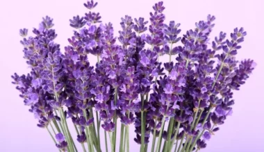 lavanta çiçeği bakımı