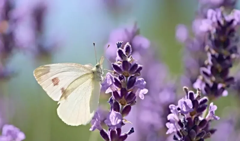 lavanta çiçeği bakımı nasıl yapılır