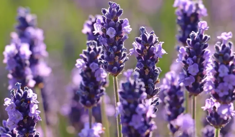 lavanta çiçeği kaç günde bir sulanır