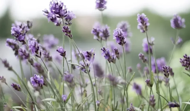 lavanta çiçeği nedir