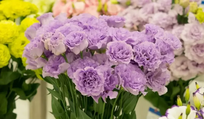 lisyantus çiçeği bakımı nasıl yapılır