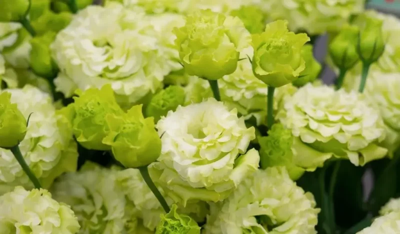 lisyantus çiçeği kaç günde bir sulanır