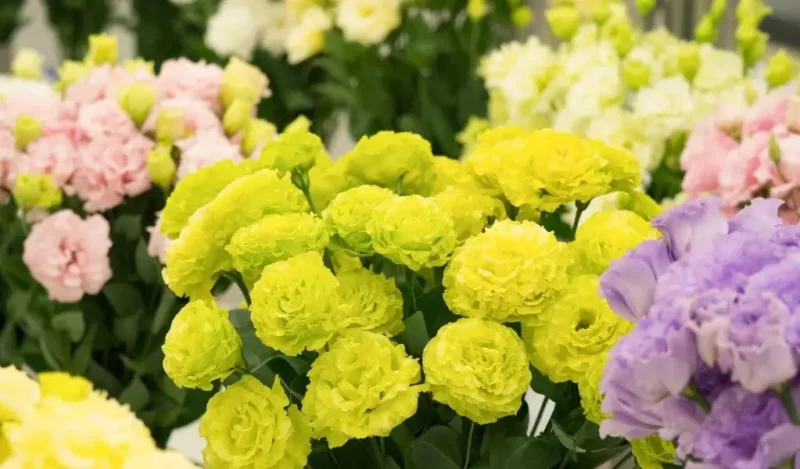 lisyantus çiçeği nasıl çoğaltılır