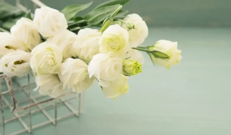 lisyantus çiçeği nedir