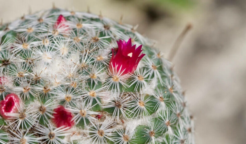 mammillaria