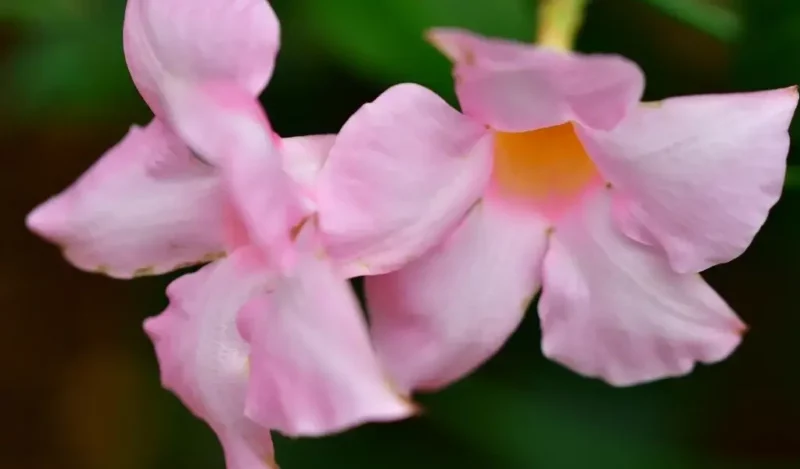 mandevilla çiçeği bakımı nasıl yapılır