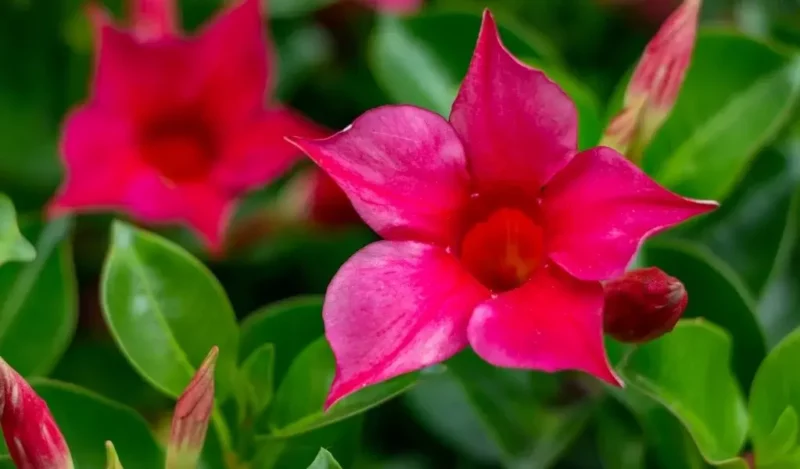 mandevilla çiçeği kaç günde bir sulanır