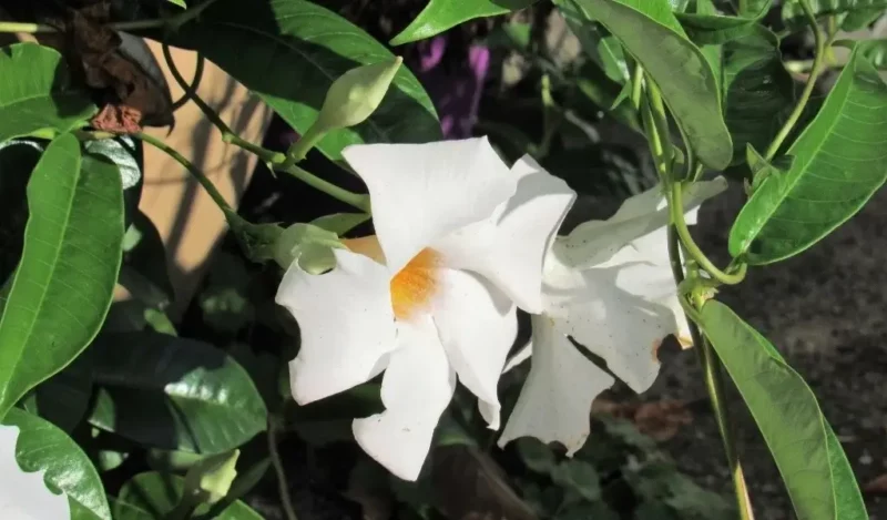 mandevilla çiçeği nasıl çoğaltılır