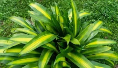 massengena çiçeği bakımı