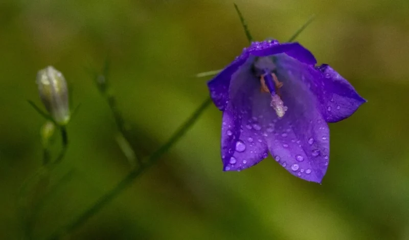 maviş çiçeği nasıl çoğaltılır